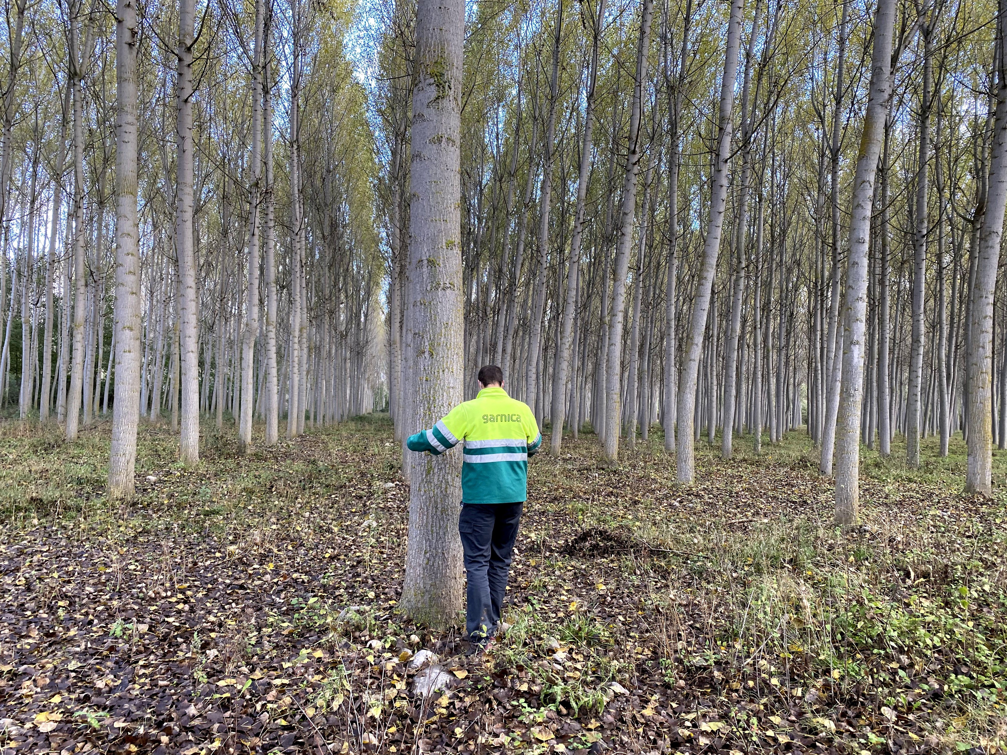 sostenible bosques